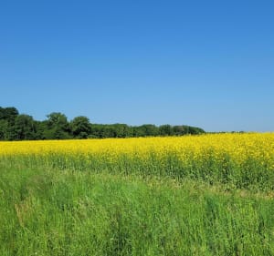 Balade au milieu des champs d'Aubigny en plaine - Edwige - 2