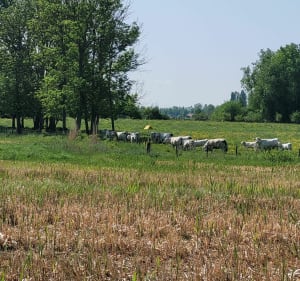 Balade au milieu des champs d'Aubigny en plaine - Edwige - 3