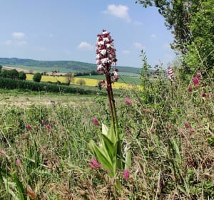 Sentier du loup de Sommeval - Sommeval - 3