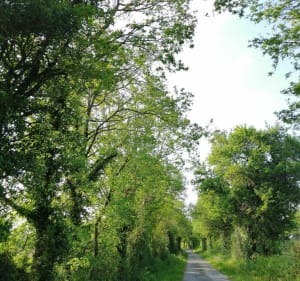 Boucle de la Renardière - Aubigny-Les Clouzeaux - 4