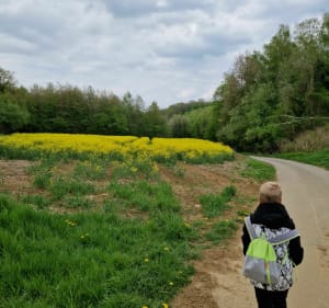 A la recherche de muguet dans les bois de VLM - Villers-la-Montagne - 3