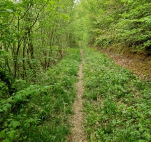 A la recherche de muguet dans les bois de VLM - Villers-la-Montagne - 5