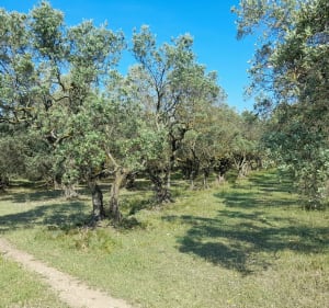 Virée dans la colline Ste Anne. - Vedène - 3