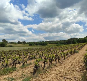 Entre vignes et oliviers depuis Saint-Cannat - Saint-Cannat - 3