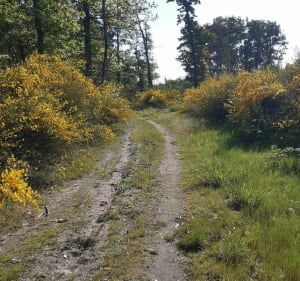 Randonnée en sous bois près de Villherviers - Villeherviers - 3