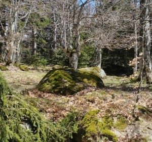 Mas de la Barque - L'Hôpital - Pont-de-Montvert-Sud-Mont-Lozère - 3