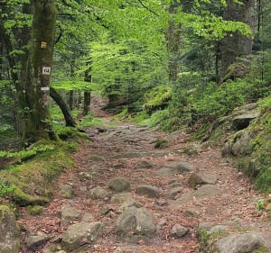 Petit tour du lac de la Maix à Vexaincourt - Vexaincourt - 4