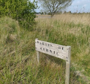 Marais du Curnic et plage du Vougot - Guissény - 5
