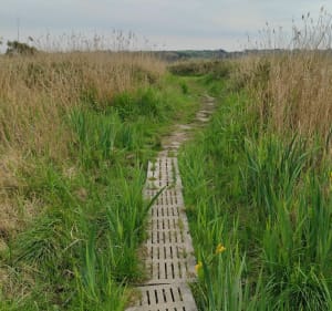 Marais du Curnic et plage du Vougot - Guissény - 3