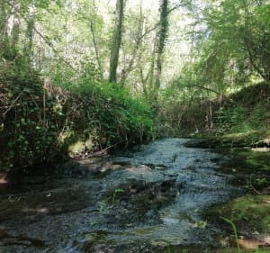 Balade en forêt - Sainte-Flaive-des-Loups - 3