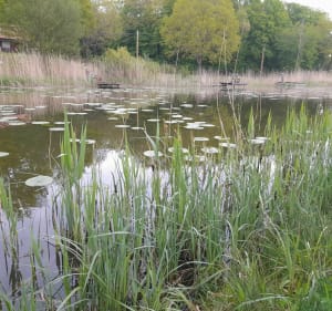 Balade autour de l'étang des Marais - Rémering-lès-Puttelange - 3
