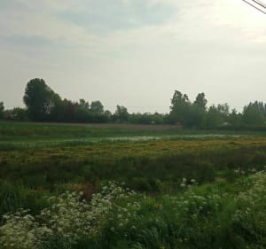 En campagne entre Saméon et Rumegies - Saméon - 5