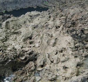 La Chevalerie à l'Anglais par les chemins creux - Saint-Vincent-sur-Graon - 5