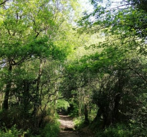 Boucle du Beignon - Sainte-Flaive-des-Loups - 5