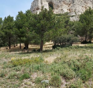 Wandeling naar Caume Saint Remy de Provence - Saint-Rémy-de-Provence - 4