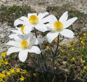 Ascension au Palastre au milieu des fleurs. - Saint-Jean-Saint-Nicolas - 5