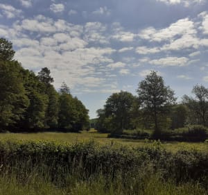 Balade dans les bois de Lacanche - Lacanche - 4