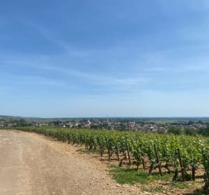 Sentiers viticoles et pinèdes parfumées - Meursault - 3