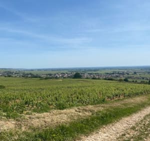 Sentiers viticoles et pinèdes parfumées - Meursault - 4