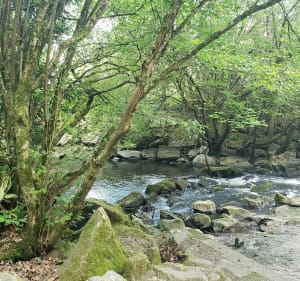 Entre vignes et cours d'eau à Mareuil-sur-Lay - Mareuil-sur-Lay-Dissais - 3
