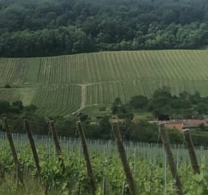 Promenade à Lucet entre vignes et villages - Lucey - 4