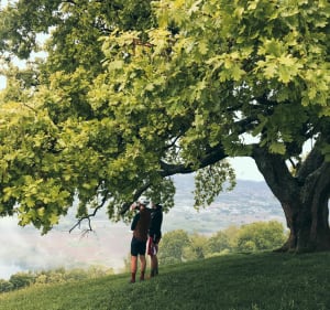 Le chêne de Venon, arbre remarquable de France - Meylan - 5