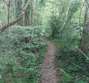 Balade escarpée entre forêt et champs - Vigneux-de-Bretagne - 6