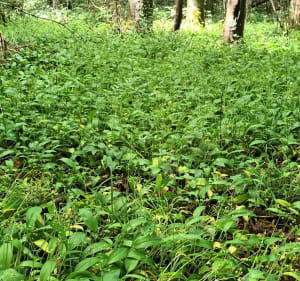 Cueillette d'ail des ours dans le bois de Baron - Verson - 3