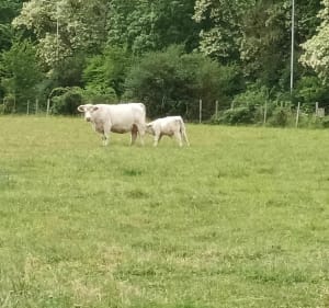 Cueillette d'ail des ours dans le bois de Baron - Verson - 4