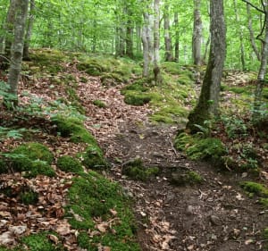 Cueillette d'ail des ours dans le bois de Baron - Verson - 5
