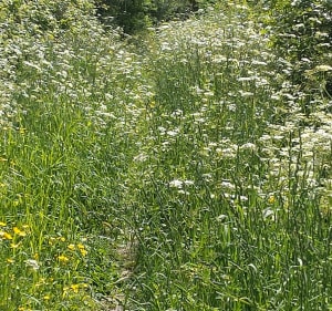 Sentier de l'étang Bernard - saint Etienne de Montluc - 3