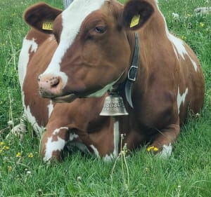 Le Suchet en zijn bergboerderijen... - Jougne - 3