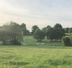 Balade vers le bois d’Arnaud - Mouilleron-le-Captif - 3