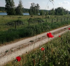 Balade aux trois eaux - Veuzain-sur-Loire - 4