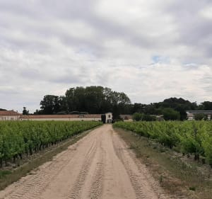 La lagune ludon - Ludon-Médoc - 3