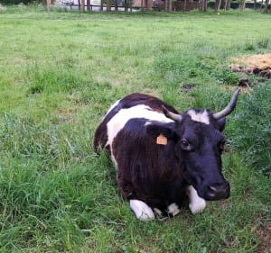 On va voir les vaches ! - Chennevières-sur-Marne - 4