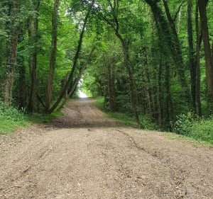 Serpenter entre bois et bords de Marne - Saâcy-sur-Marne - 4
