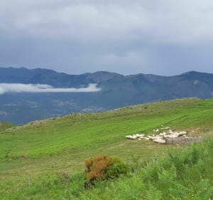 Le Cap des Bentails - Saint-André - 4