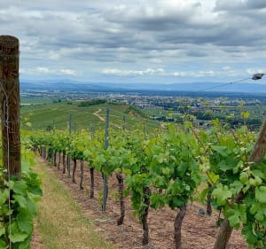 Le vignoble alsacien au dessus de Turckheim. - Turckheim - 4