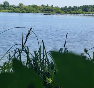 Dans le marais audomarois - Clairmarais - 3