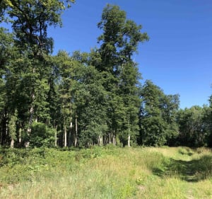 Evasion et déconnexion dans la forêt de Boulogne - Bracieux - 4