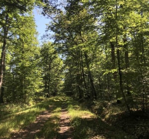 Evasion et déconnexion dans la forêt de Boulogne - Bracieux - 5