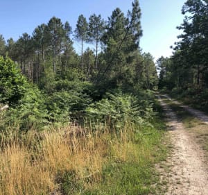 Mettre son grain de selle à Rillé dans un cadre enchanteur - Rillé - 5
