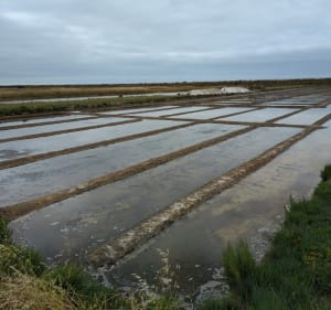 Excursion autour de la réserve naturelle de Müllembourg - Noirmoutier-en-l'Île - 4