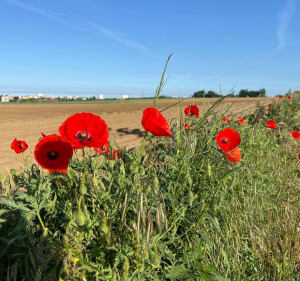 Een korte wandeling in de Périseaux - Vendeville - 5