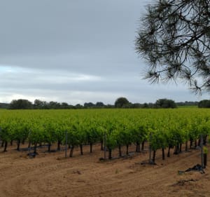 Mise au vert à Sainte-Marie-de-Ré - Sainte-Marie-de-Ré - 3