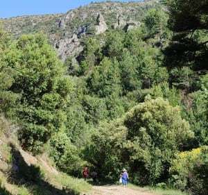 Combes des Goufous - Arboras - 3