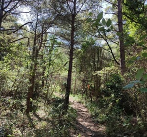 Combes des Goufous - Arboras - 4