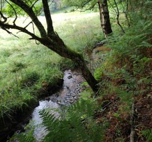Entre forêt et cours d'eau - Bersac-sur-Rivalier - 3