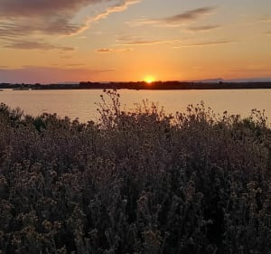Balade à Aigues-Mortes et son Etang de la Marette - Aigues-Mortes - 5